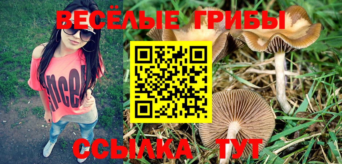 Галлюциногенные грибы Magic Shrooms  цена наркотик  Волхов  Вход с VPN  Галлюциногенные грибы мицелий 